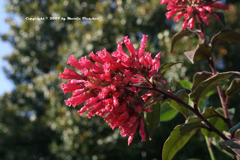 Cestrum newellii, Red Cestrum