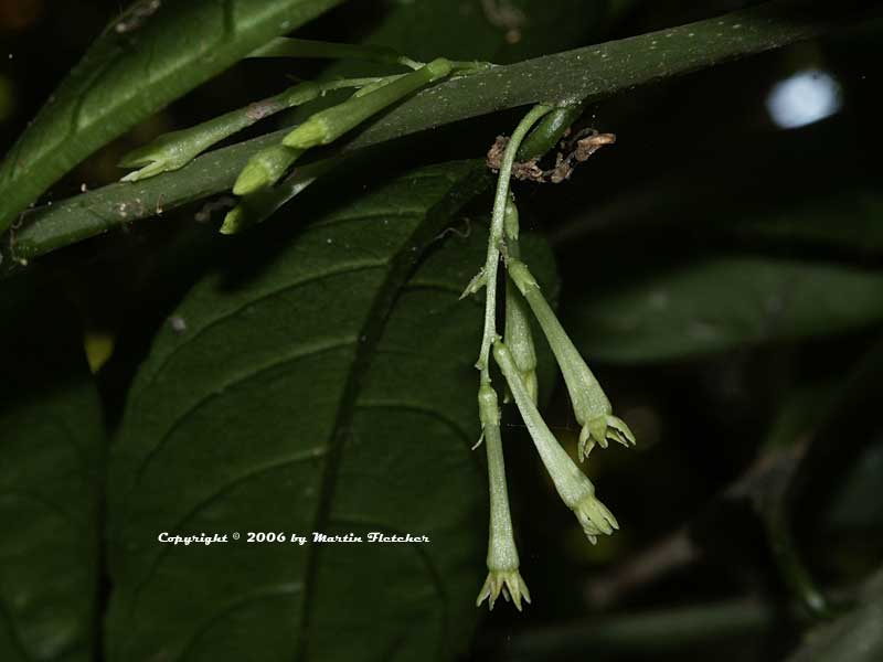 Cestrum nocturnum, Night Blooming Jasmine