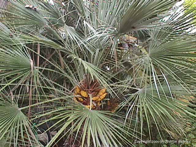 Chamaerops humilis, Mediterranian Fan Palm
