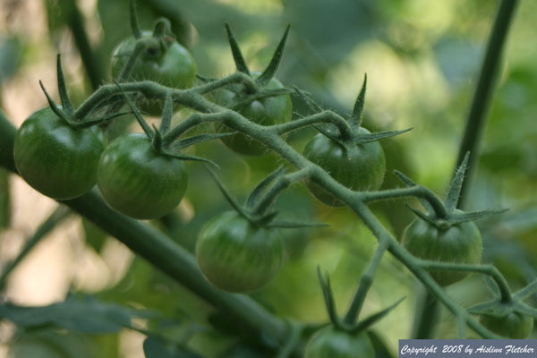 Cherry Tomatoes