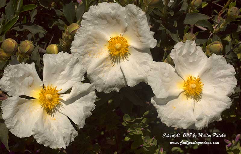 Cistus Bennett's White, Bennett's White Rockrose