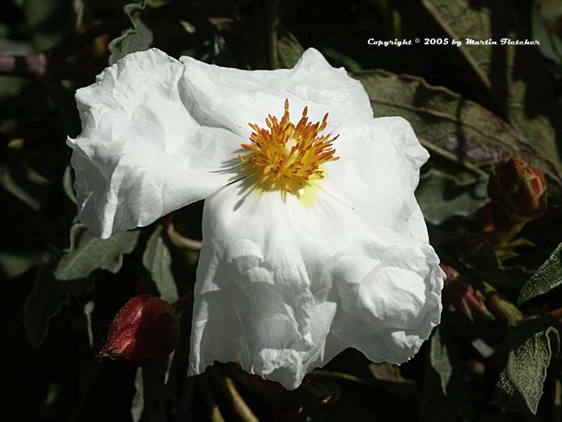 Cistus ladanifer Blanche, White Rockrose