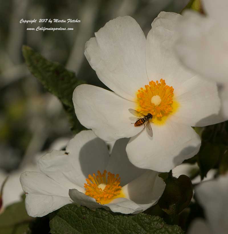 Cistus salviifolius, Sageleaf Rockrose, Syrphid Hoverfly