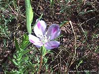Clarkia purpurea quadrivulnera, Four Spot Clarkia