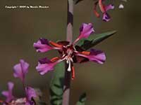 Clarkia unguiculata, Woodland Clarkia