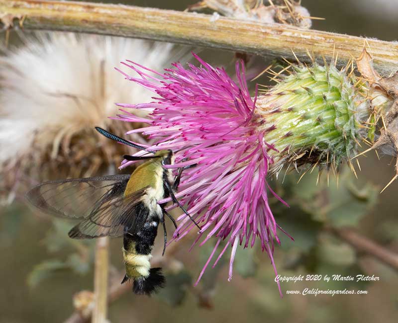 Snowberry Clearwing, Bumblebee Moth