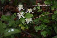 Clematis lasiantha, Chaparral Clematis, Pipestems