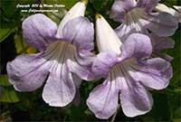 Clytostoma callistegioides, Lavender Trumpet Vine