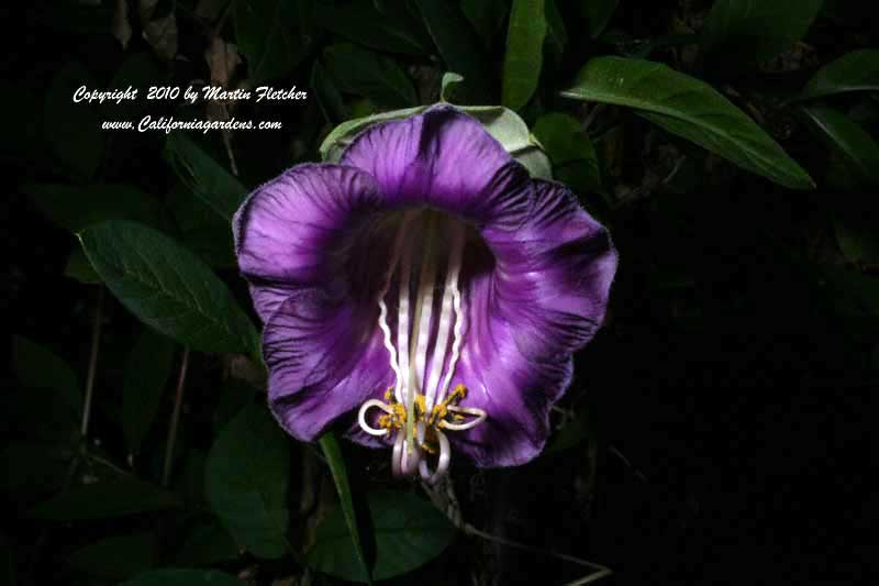 Cobaea scandens, Cup and Saucer Vine