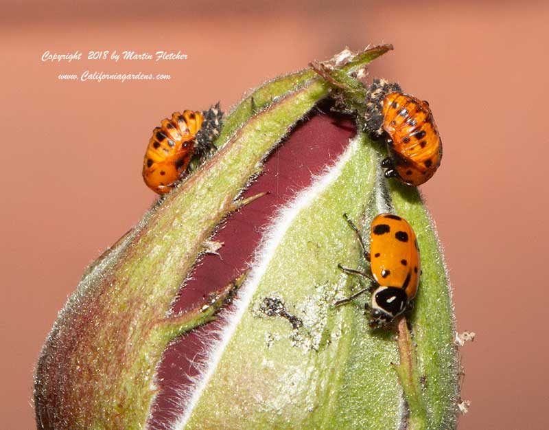 Convergent Lady Beetle, Hippodamia convergens