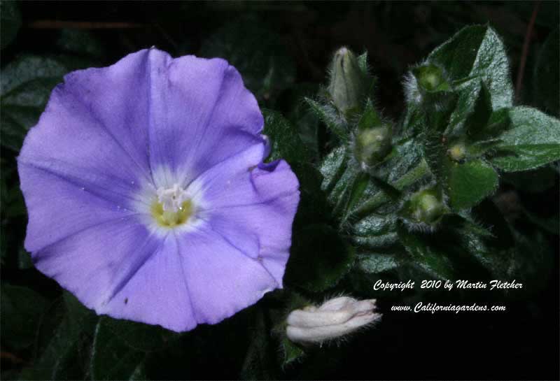 Convolvulus sabatius, Ground Morning Glory