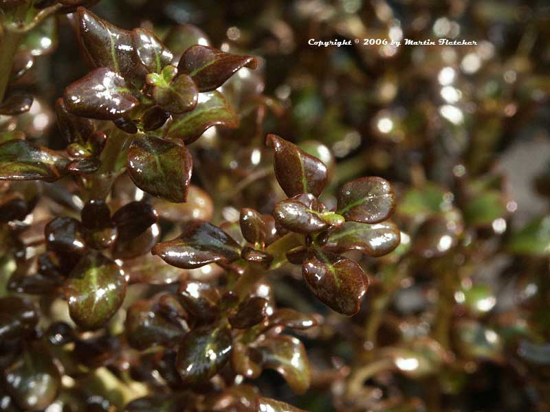 Coprosma Roy's Red, Red Mirror Plant