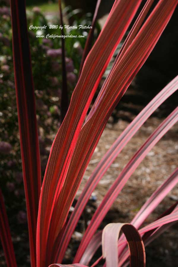 Cordyline australis Sunrise