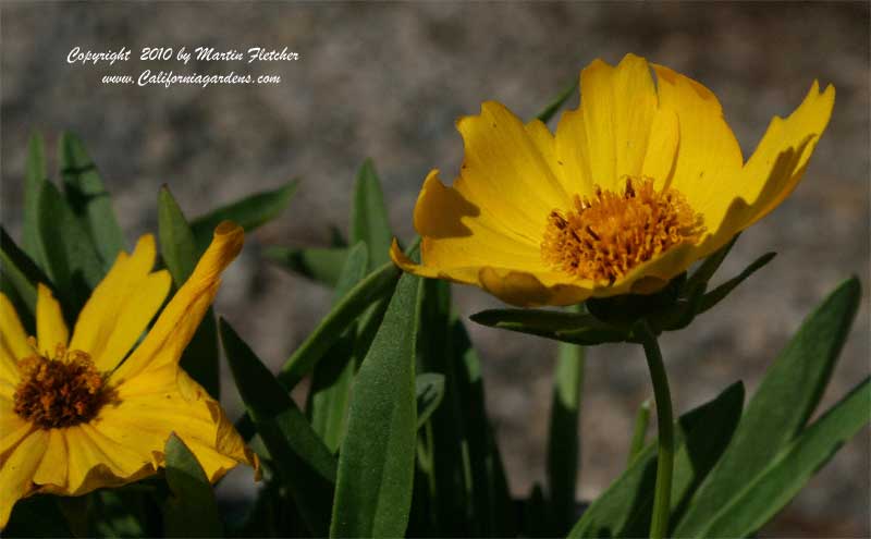 Coreopsis Flying Saucers, Tickseed