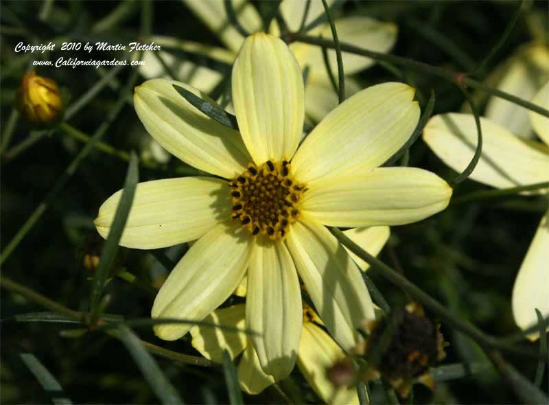 Coreopsis verticillata Moonbeam, Threadleaf Tickseed