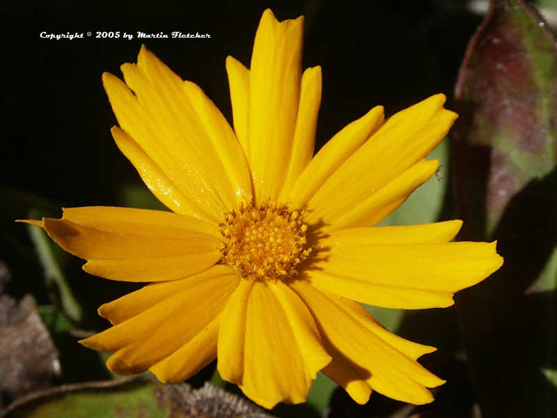 Coreopsis Nana, Mouse Ear Tickseed