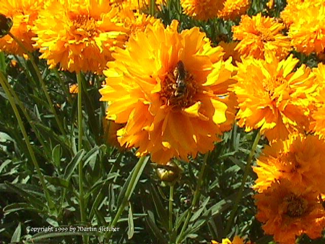 Coreopsis Sunray and a native bee