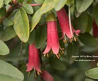 Correa puchella Dusky Bells, Red Australian Fuchsia