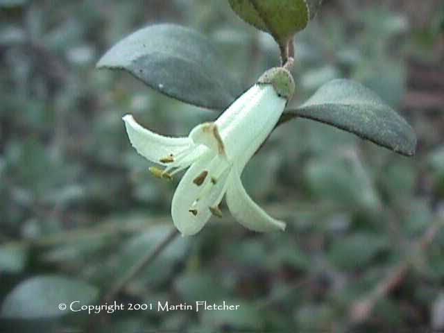 Correa Ivory Bells, White Australian Fuchsia