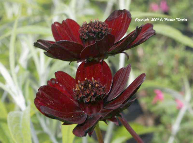 Cosmos atrosanguineus, Chocolate Cosmos