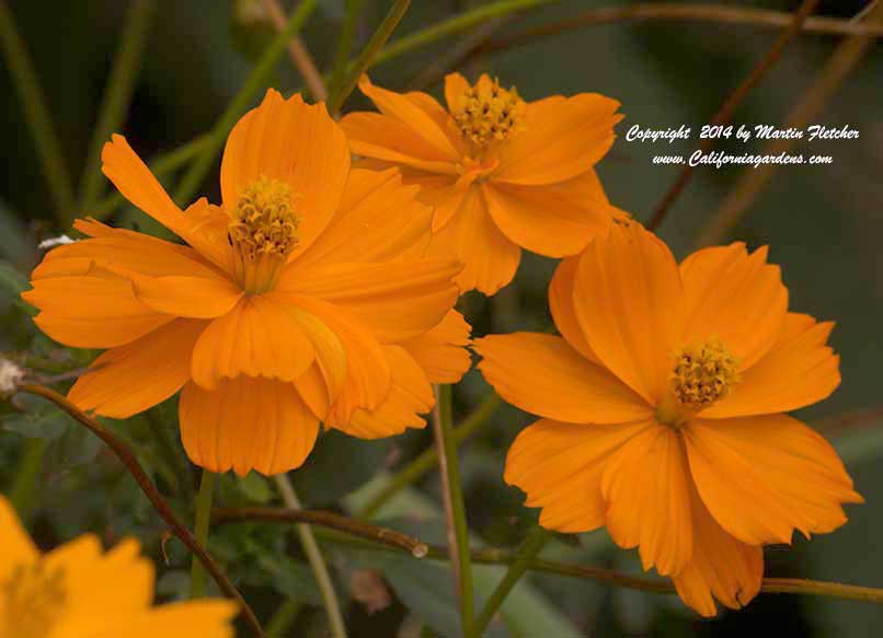 Cosmos sulphureus, Sulphur Cosmos