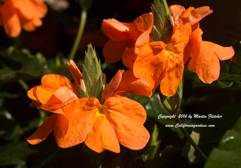 Crossandra Sundance, Firecracker Flower