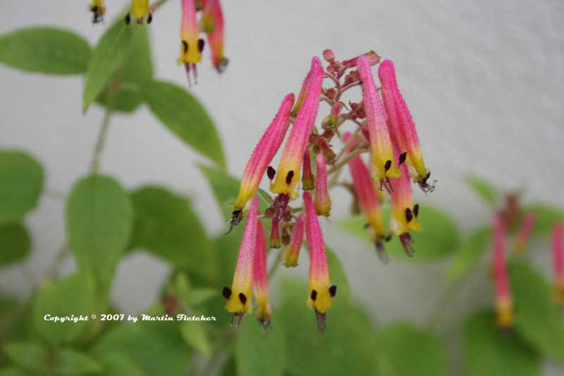 Cuphea cyanea, Black Eyed Cuphea