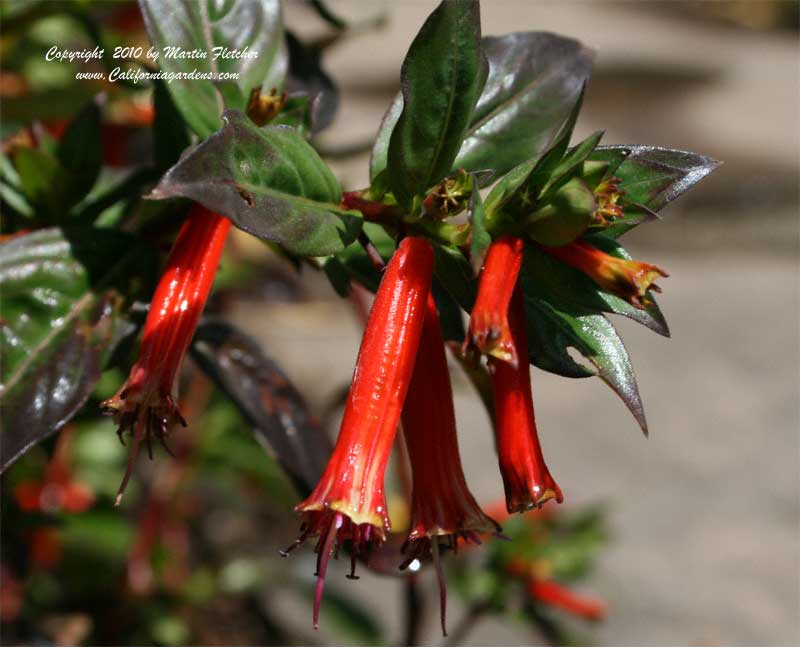 Cuphea ignea, Cigar Plant, Firecracker Plant