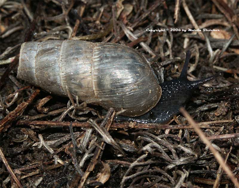 Decollate Snail, Rumina decollata