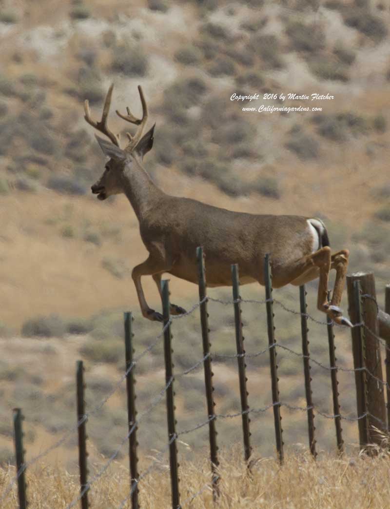 Deer Resistant Plants