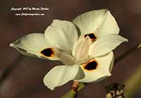 Dietes bicolor, Yellow Wild Iris, African Iris