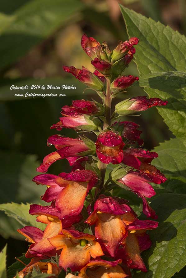 Digitalis Illumination Flame, Illumination Flame Foxglove