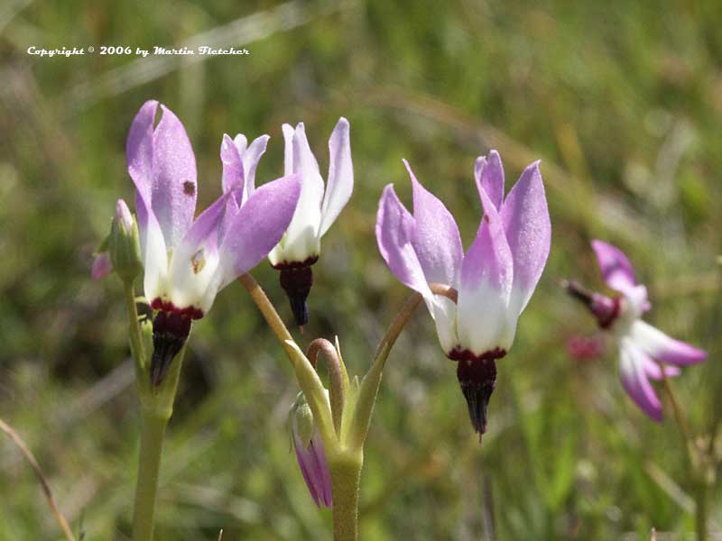 Dodecatheon clevelandii, Padre's Shooting Star