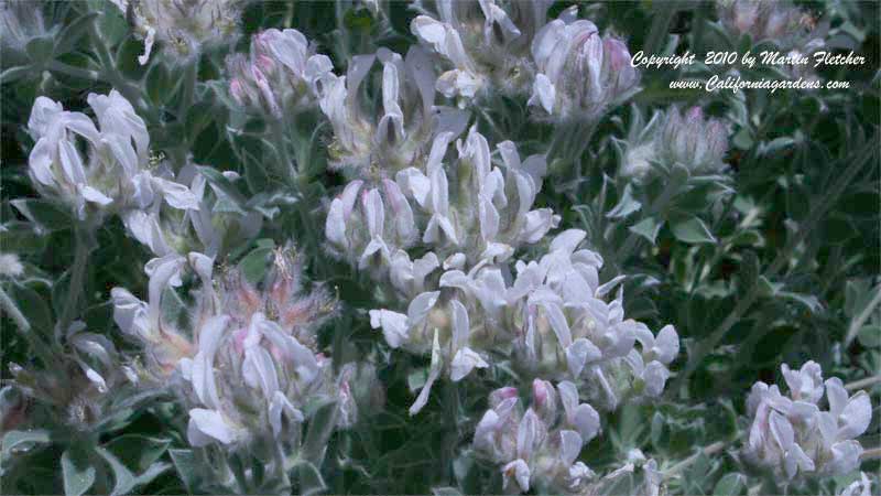 Doryncnium hirsutum, Gray Broom, Hairy Canary Clover