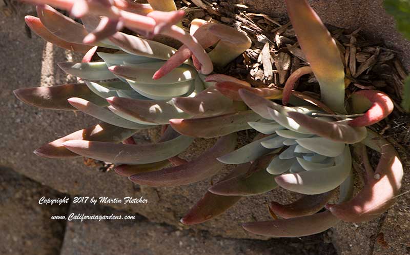 Dudleya virens hassei foliage, Catalina Island Live Forever