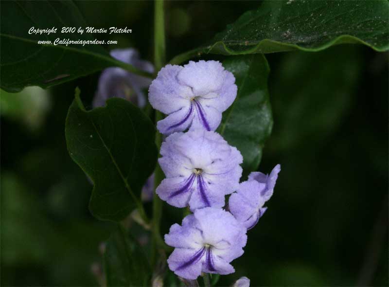 Duranta erecta, Sky Flower