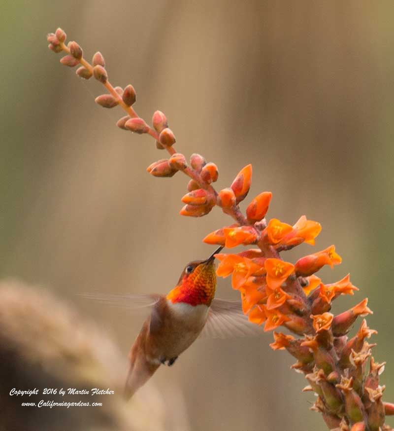 Allen's Hummingbird on Dykia fosteriana