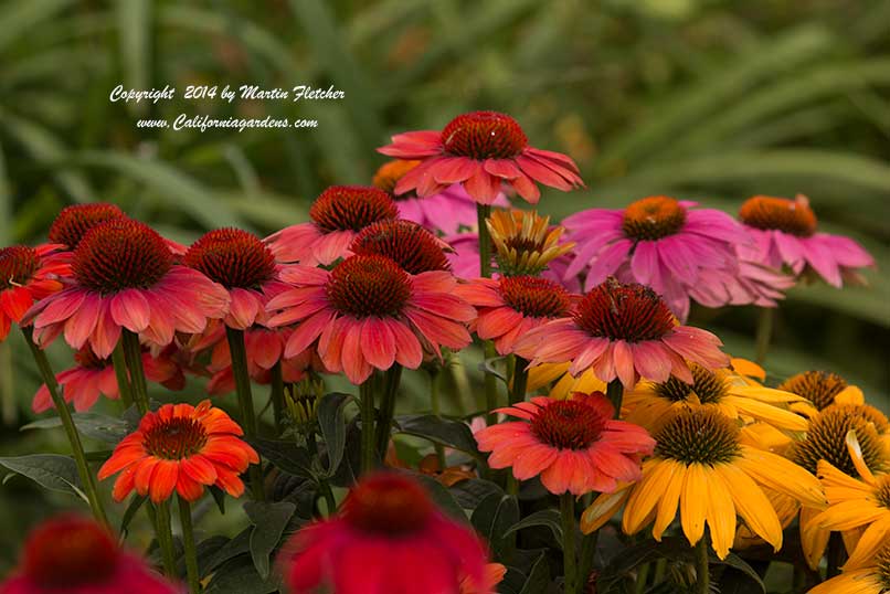 Echinacea Cheyenne Spirit, Cone Flower