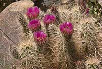 Echinocereus engelmannii, Engelman's Hedgehog Cactus