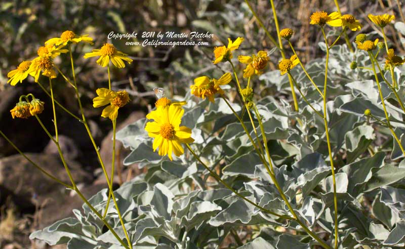 Encelia farinosa, Brittlebush