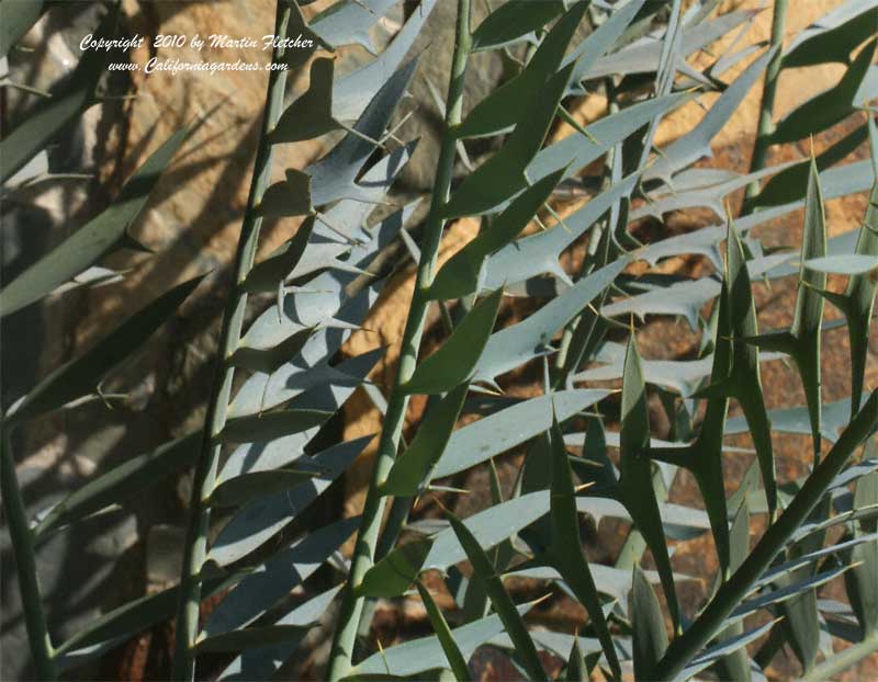 Encephalartos horridus, Blue Cycad