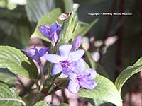 Eranthemum pulchellum, Blue Sage
