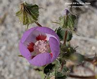 Eremalche rotundifolia, Desert Five Spot