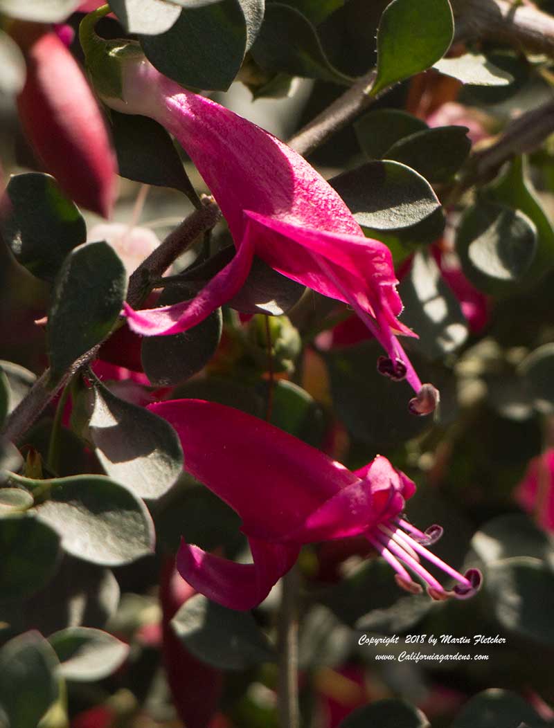 Eremophila maculata brevifolia Valentine, Valentine Emu Bush