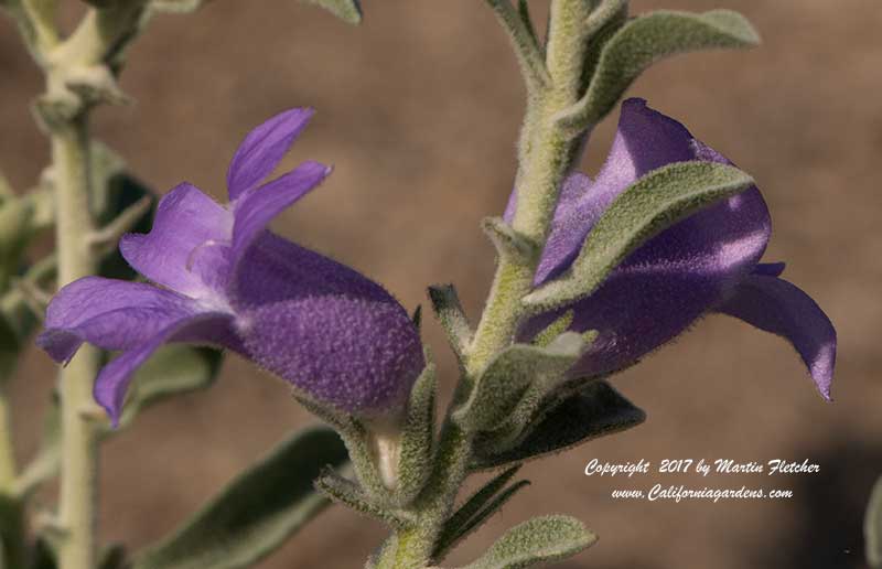 Eremophila hygrophana, Blue Emu Bush