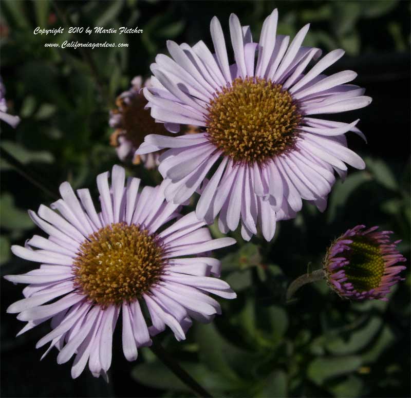 Erigeron Wayne Roderick