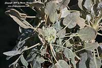 Eriogonum latifolium, Seaside Buckwheat, Coast Buckwheat