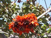 Erythrina caffra, Kaffir Coral