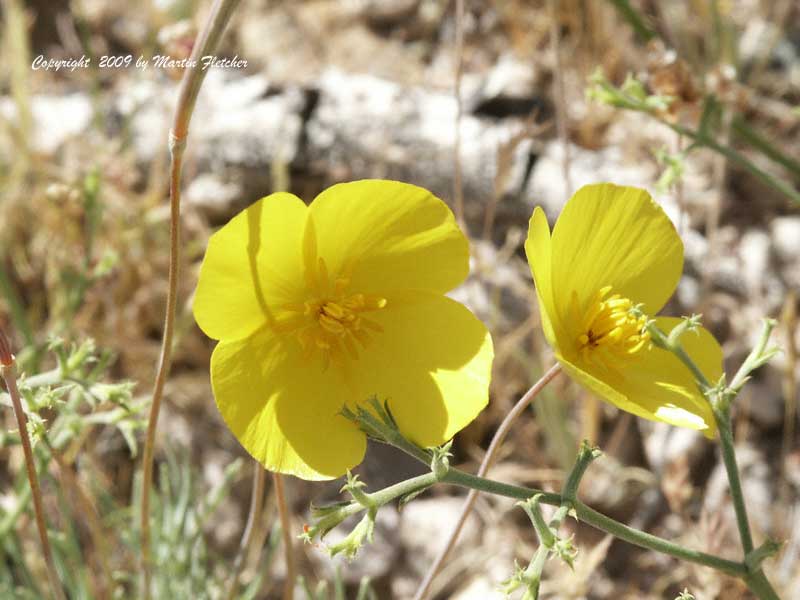 Eschscholzia caespitosa, Tufted Poppy, Foothill Poppy