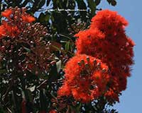 Red Flowering Gum, Corymbia ficifolia, Eucalyptus ficifolia